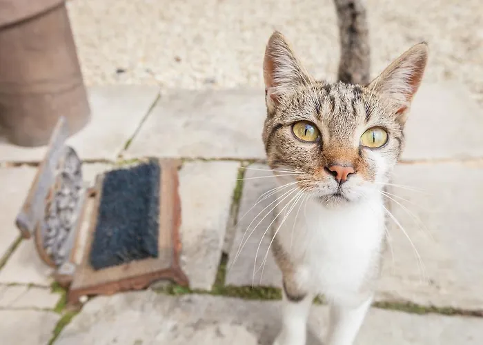 Spirit Of 1944 לינה וארוחת בוקר La Cambe